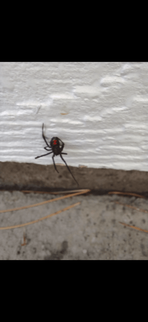 Red/Black Spider